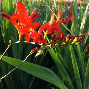 Crocosmia aurea 'Lucifer' (085360)