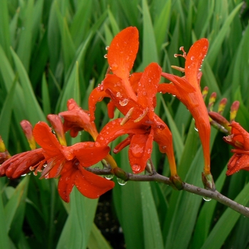 Crocosmia aurea 'Lucifer' (085361)