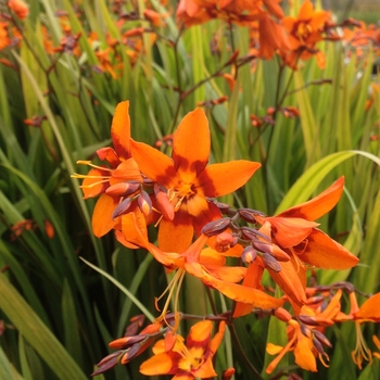 Crocosmia 'Emily Mckenzie' (085362)