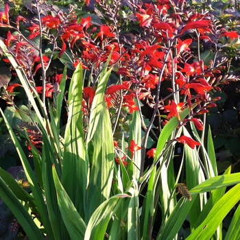 Crocosmia 'Emberglow' (085363)