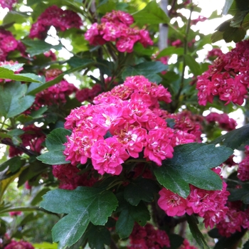 Crataegus phaenopyrum '' (085366)