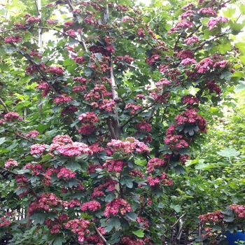 Crataegus laevigata 'Paul's Scarlet' (085368)