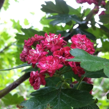 Crataegus laevigata 'Paul's Scarlet' (085369)