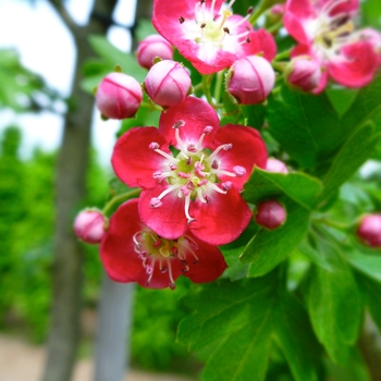 Crataegus laevigata 'Crimson Cloud' (085370)