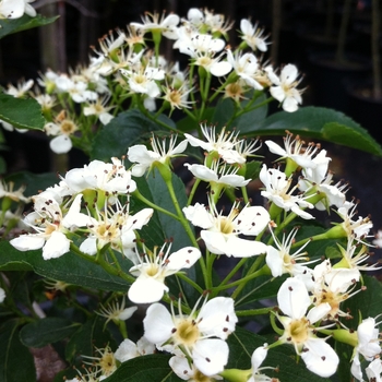 Crataegus crusgalli var inermis 'Crusader®' (085372)