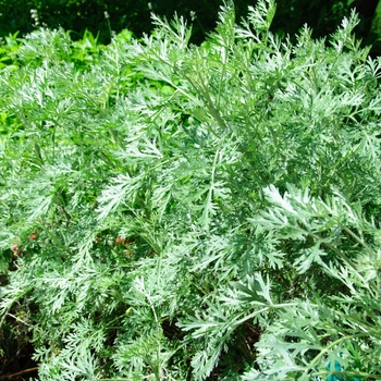 Artemisia 'Powis Castle' (085382)