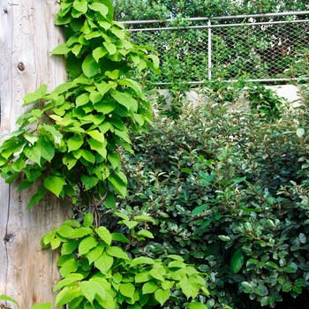 Actinidia arguta 'Dumbarton Oaks' (085386)