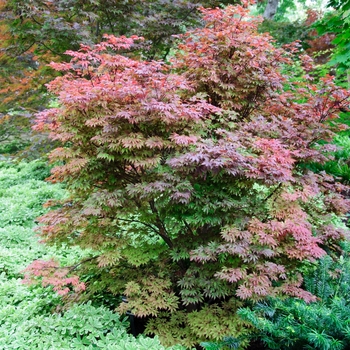 Acer palmatum 'Adrian's Compact' (085393)