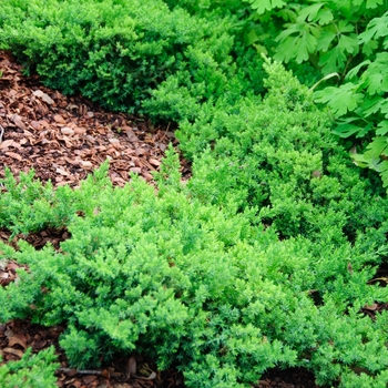 Juniperus procumbens 'Nana' (085399)