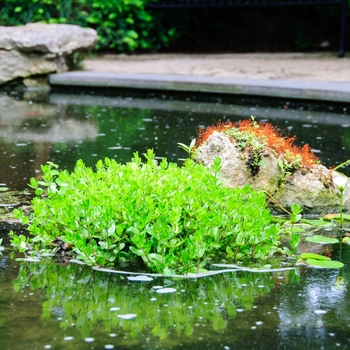 Bacopa caroliniana '' (085404)