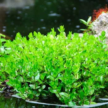 Bacopa caroliniana '' (085405)