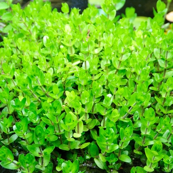 Bacopa caroliniana '' (085406)