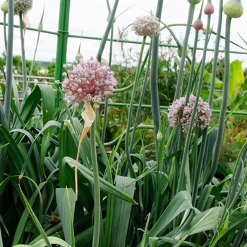 Allium ampeloprasum '' (085408)