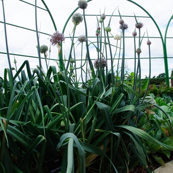 Allium ampeloprasum '' (085409)