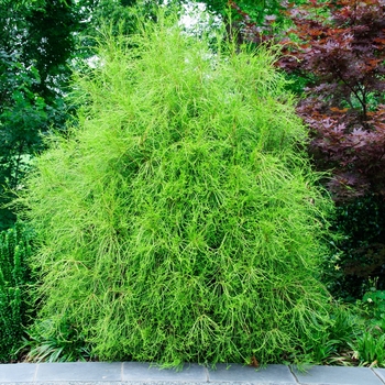 Thuja orientalis 'Franky Boy' (085442)