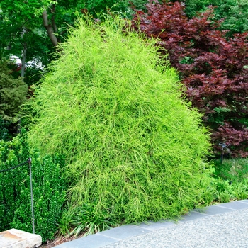 Thuja orientalis 'Franky Boy' (085444)