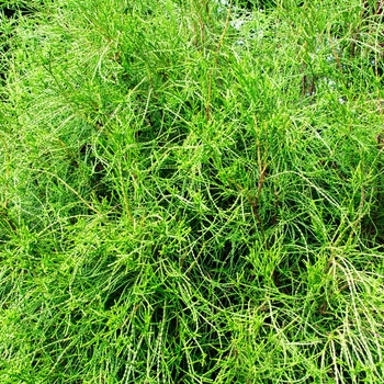 Thuja orientalis 'Franky Boy' (085445)