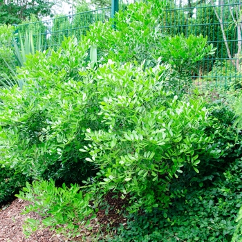 Sophora secundiflora '' (085446)