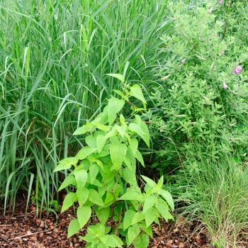 Salvia guaranitica 'Black & Blue' (085448)