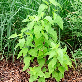 Salvia guaranitica 'Black & Blue' (085449)