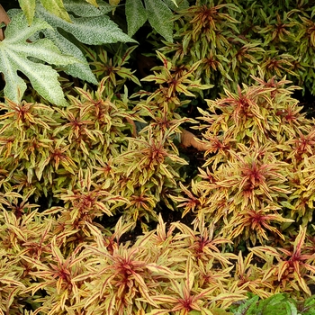 Coleus Hipsters™ 'Zooey' (085454)