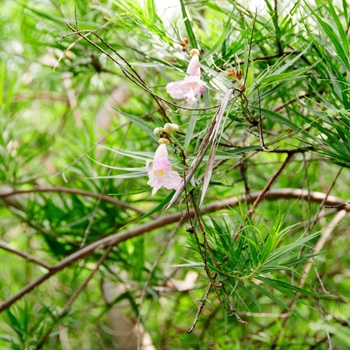 Chilopsis linearis '' (085459)