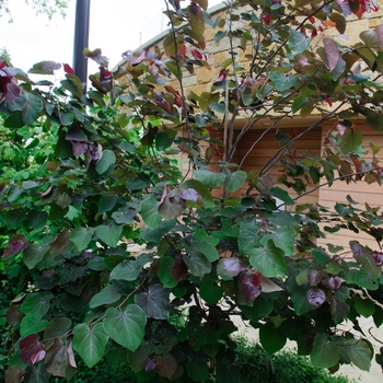 Cercis canadensis 'Merlot' (085460)