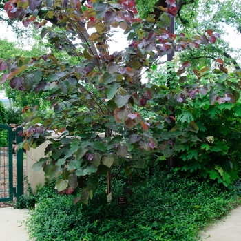 Cercis canadensis 'Merlot' (085461)