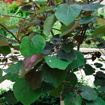 Cercis canadensis 'Merlot' (085462)