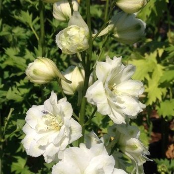 Delphinium elatum 'Double Innocence' (085547)