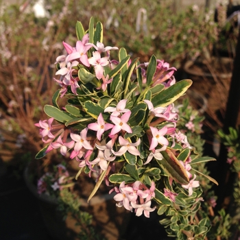 Daphne x burkwoodii 'Carol Mackie' (085552)