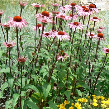 Echinacea purpurea 'Vintage Wine' (085560)