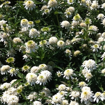 Echinacea purpurea 'Meringue' (085572)