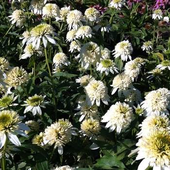 Echinacea purpurea 'Meringue' (085573)