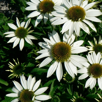 Echinacea purpurea 'Kim's Mophead' (085576)