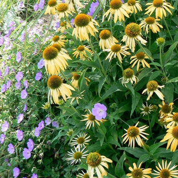 Echinacea purpurea Big Sky™ 'Harvest Moon' (085582)