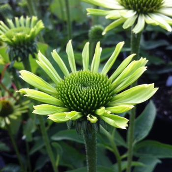 Echinacea purpurea 'Green Jewel' (085583)