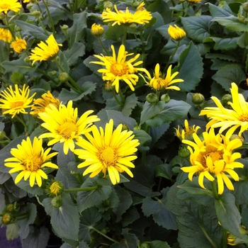 Doronicum 'Little Leo' (085592)