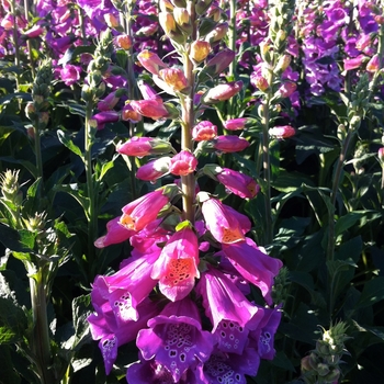 Digitalis purpurea 'Candy Mountain Rose' (085594)