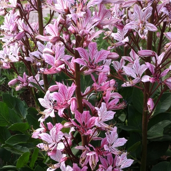 Dictamnus albus 'Rosea' (085627)