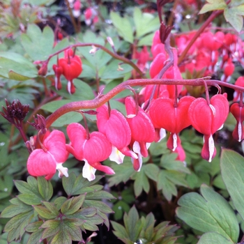 Dicentra spectabilis 'Valentine®' (085631)