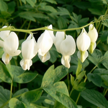 Dicentra spectabilis 'Alba' (085632)