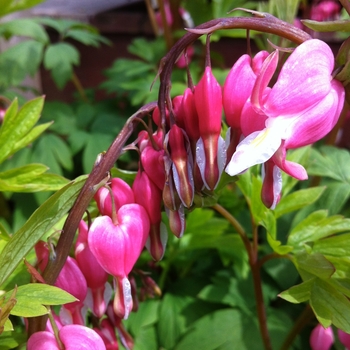 Dicentra spectabilis '' (085633)