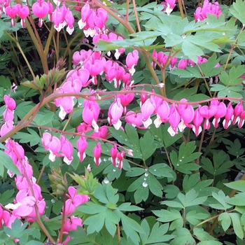 Dicentra spectabilis '' (085634)