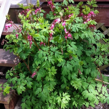 Dicentra spectabilis '' (085635)