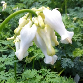 Dicentra 'Ivory Hearts' (085642)