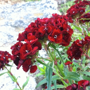 Dianthus barbatus 'Heart Attack' (085648)