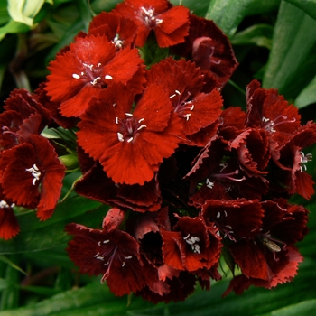 Dianthus barbatus 'Heart Attack' (085649)