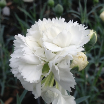 Dianthus Early Bird™ 'Frosty' (085651)