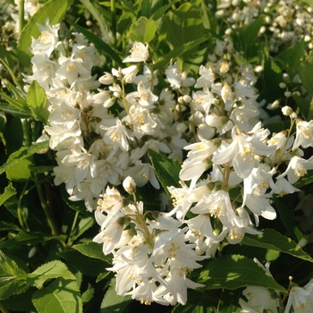 Deutzia gracilis '' (085653)